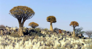 Kokerboom (Aloe dichotoma), Namibie. Author and Copyright Marco Ramerini