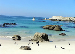 Penguins à Foxy Beach, Boulders, Le Cap, Afrique du Sud. Auteur et Copyright: Marco Ramerini