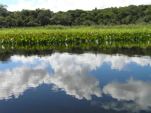 Marimbus Pantanal, Bahia, Brésil. Author and Copyright Marco Ramerini..