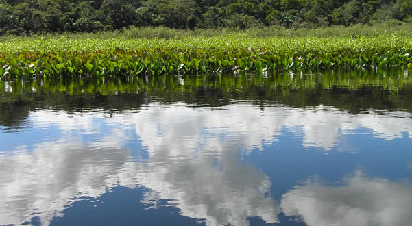 Marimbus Pantanal, Bahia, Brésil. Author and Copyright Marco Ramerini..