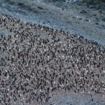 La colonie de manchots de Baie de l'Espoir (Hope Bay / Bahía Esperanza),Détroit Antarctic (Antarctic Sound), Antarctique. Auteur et Copyright Marco Ramerini