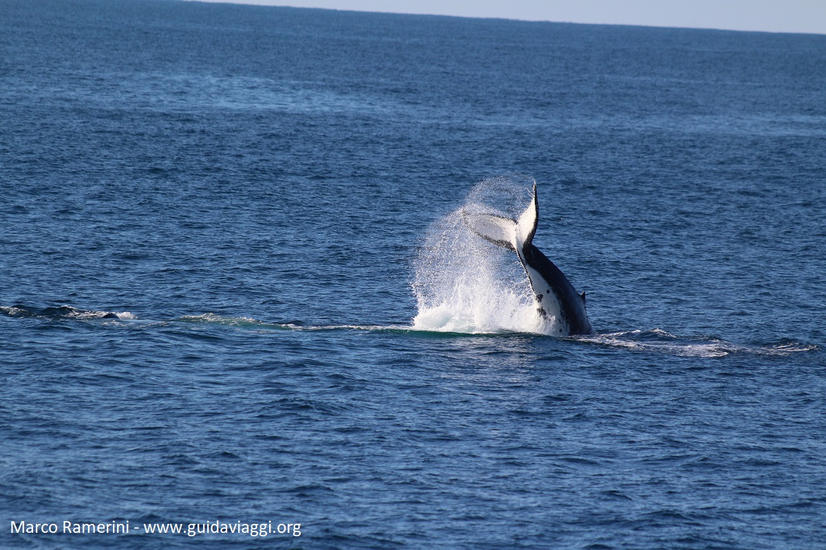 Baleines, Doubtful Sound, Nouvelle-Zélande. Auteur et Copyright Marco Ramerini