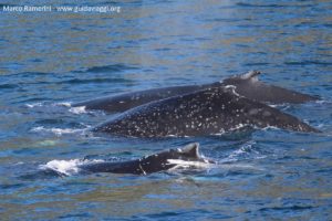 Baleines, Doubtful Sound, Nouvelle-Zélande. Auteur et Copyright Marco Ramerini
