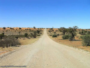 Désert du Kalahari, Kgalagadi Transfrontier Park, Afrique du Sud. Auteur et Copyright Marco Ramerini
