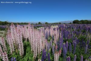 Lupin des jardins, Kurow Creek, Waitaki River Valley, Nouvelle-Zélande. Auteur et Copyright Marco Ramerini