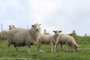 Mouton, Catlins, Nouvelle-Zélande. Auteur et Copyright Marco Ramerini