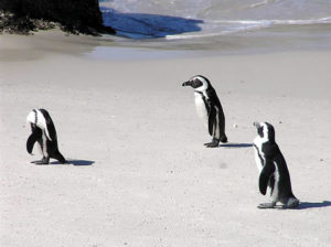 Pingouins à Foxy Beach, plage de Boulders, Cape Town, Afrique du Sud. Auteur et Copyright Marco Ramerini