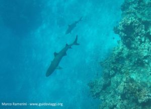 Plongée en apnée avec des requins, île de Kuata, îles Yasawa, Fidji. Auteur et Copyright Marco Ramerini.