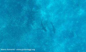 Plongée en apnée avec des requins, île de Kuata, îles Yasawa, Fidji. Auteur et Copyright Marco Ramerini.