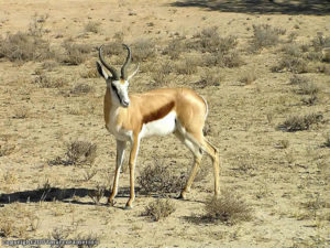 Springbok, Kgalagadi Transfrontier Park, Afrique du Sud. Auteur et Copyright Marco Ramerini