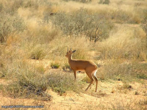 Steenbok, Kgalagadi Transfrontier Park, Afrique du Sud. Auteur et Copyright Marco Ramerini