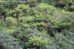 Végétation, Doubtful Sound, Nouvelle-Zélande. Auteur et Copyright Marco Ramerini