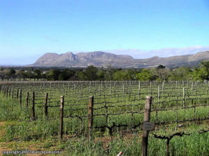 Vignobles de Groot Constantia, Le Cap, Afrique du Sud. Auteur Marco Ramerini