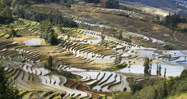 Rizières, Yuanyang, Yunnan, Chine. Auteur et Copyright Marco Ramerini