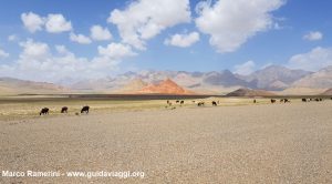 Animaux paissant après la frontière entre le Kirghizistan et la Chine. Auteur et Copyright Marco Ramerini