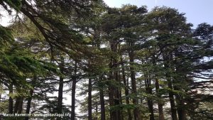 La forêt des cèdres de Dieu, Liban. Auteur et Copyright Marco Ramerini